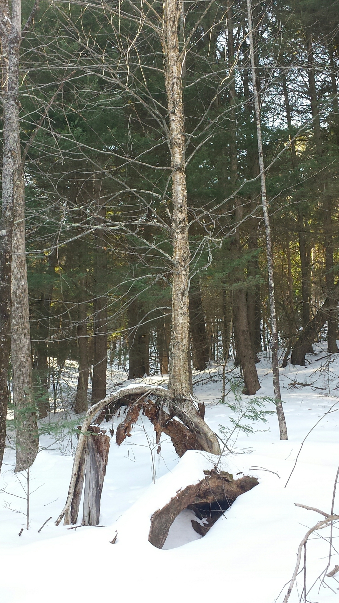 international backfill (iNaturalist): Betula