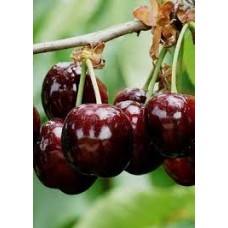 Черешня обыкновенная Тютчевка (Prunus avium)