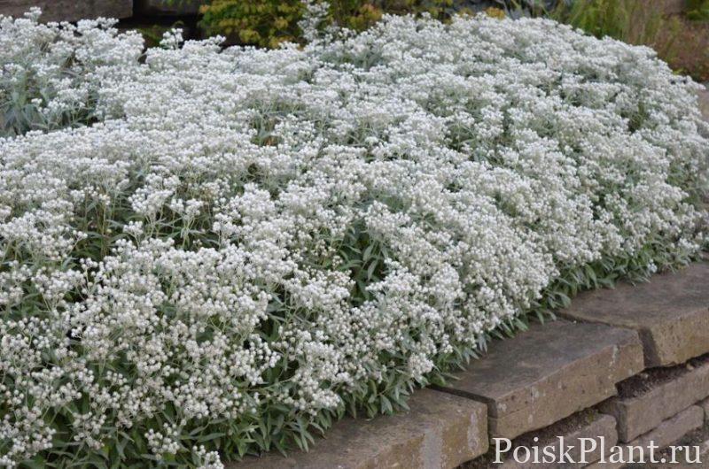 Анафалис трехжилковый Sommerschnee