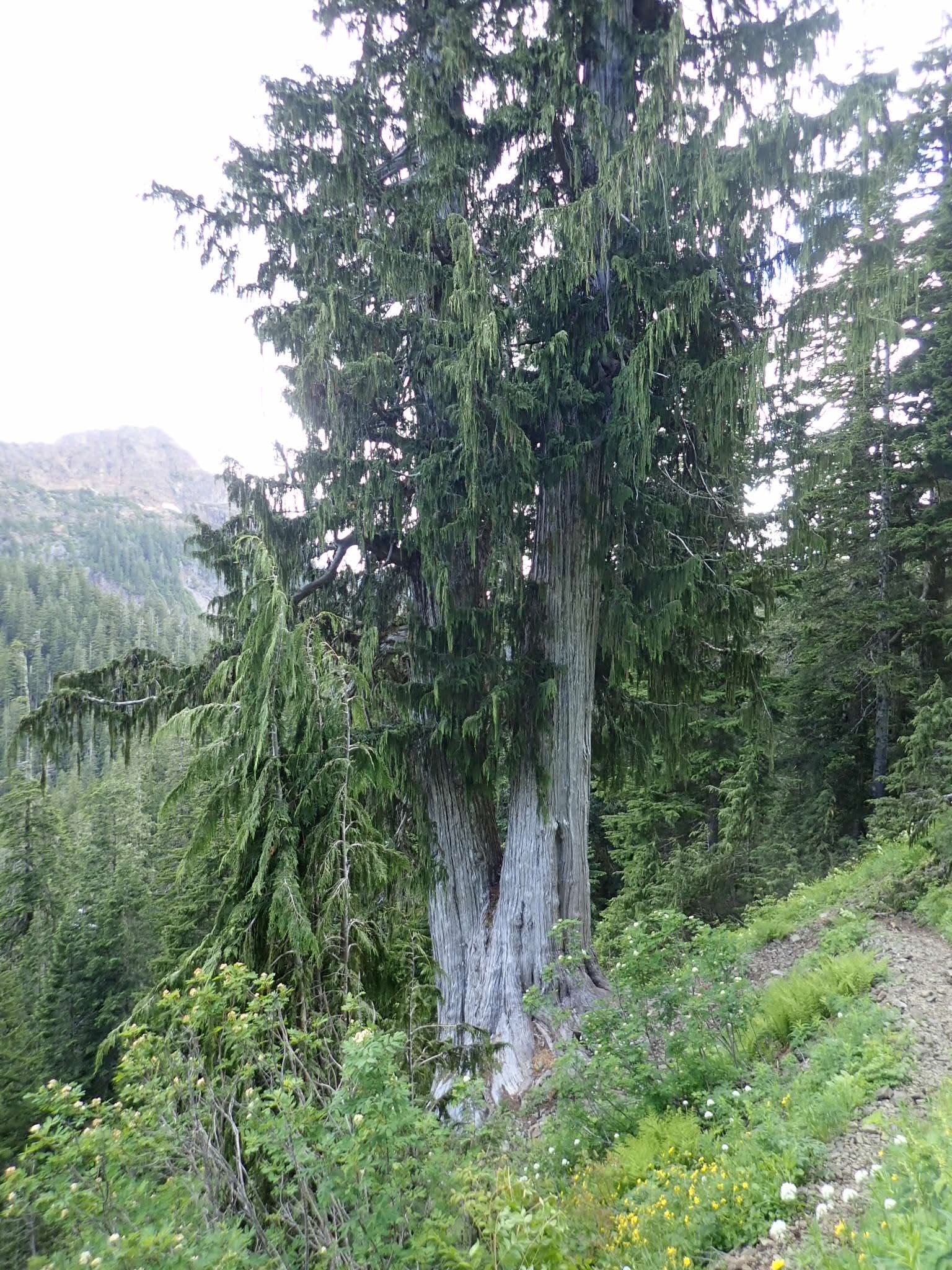 international backfill (iNaturalist): Chamaecyparis