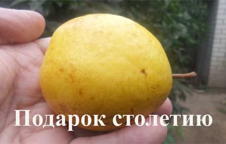 Груша Подарок столетию