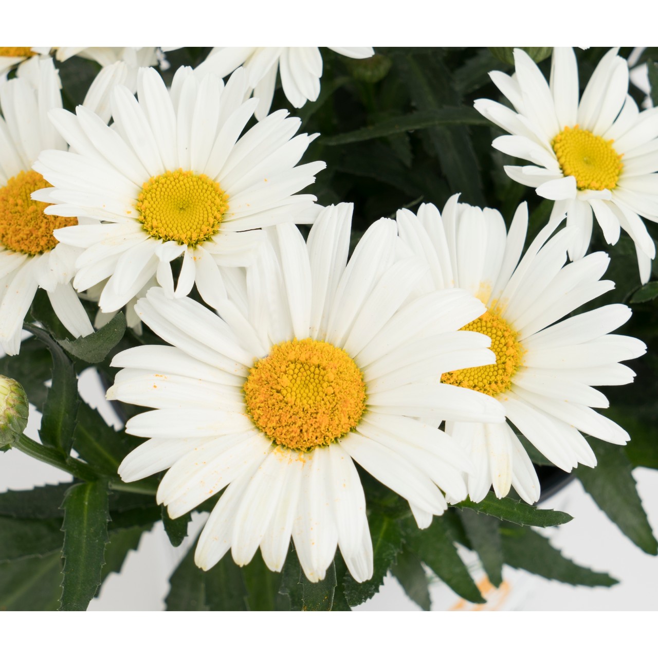 Нивяник Sweet Daisy Christine