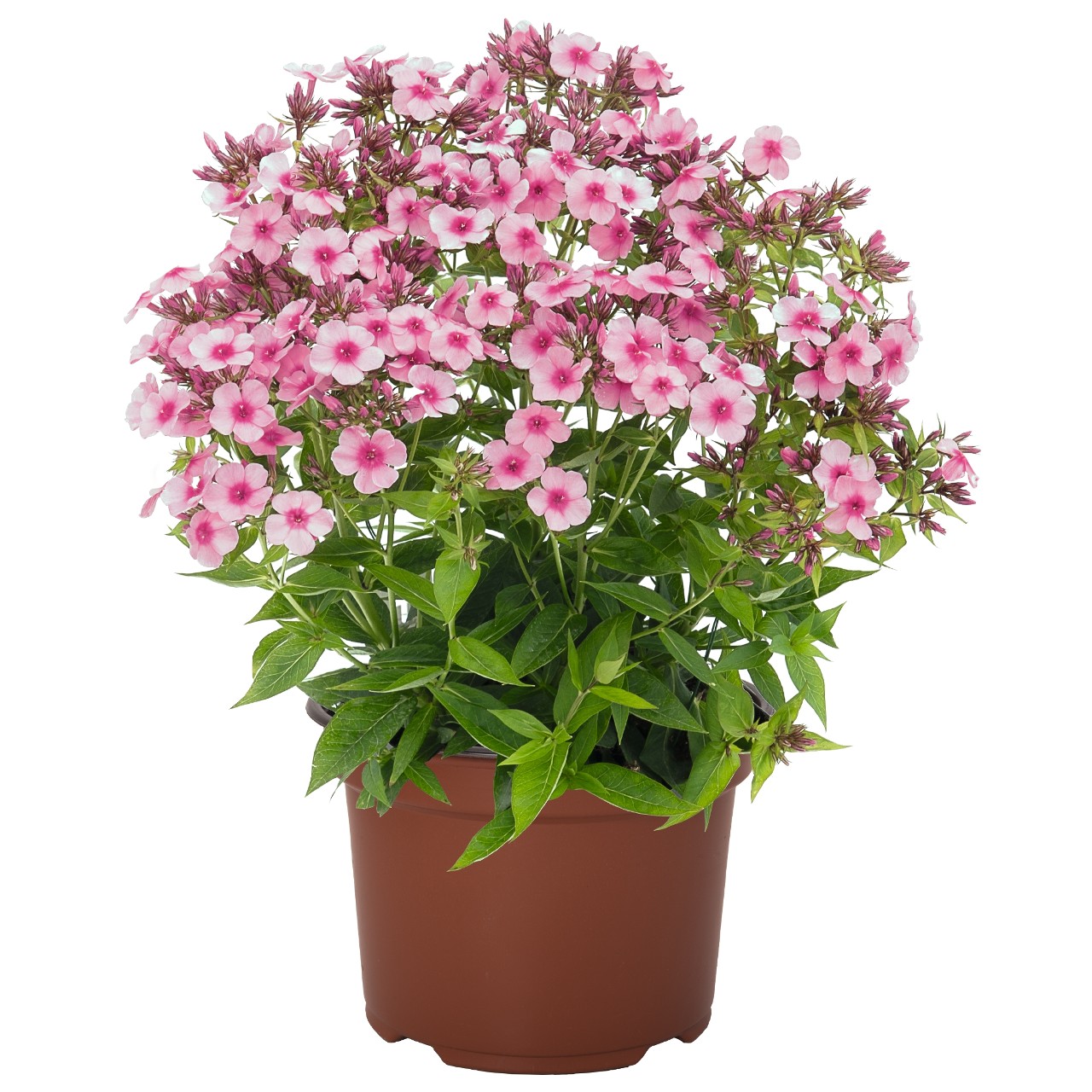 Флокс paniculata Early Pink