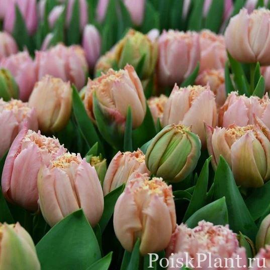 Тюльпан бахромчатый Pink Magic