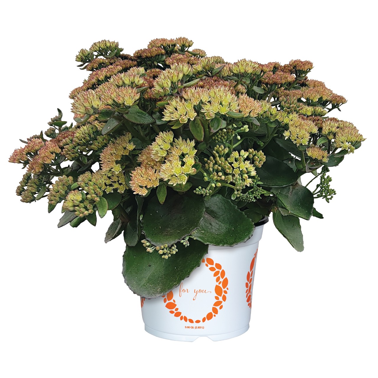 Очиток Cloudburst Copper