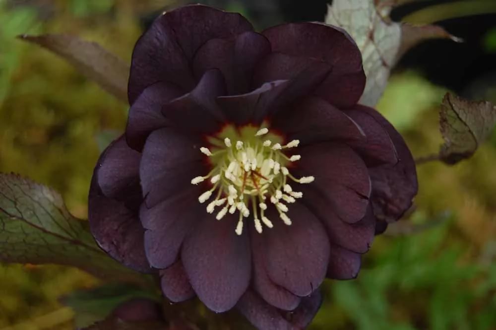 Морозник восточный Double Ellen Purple