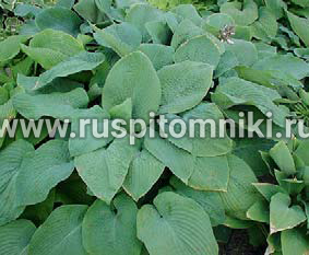 Хоста гибридная Bressingham Blue