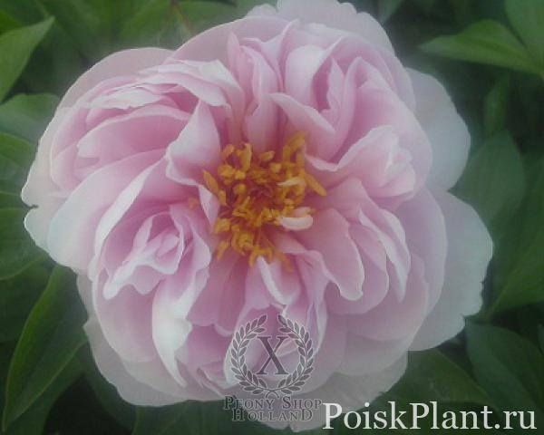 Пион травянистый Pink Vanguard