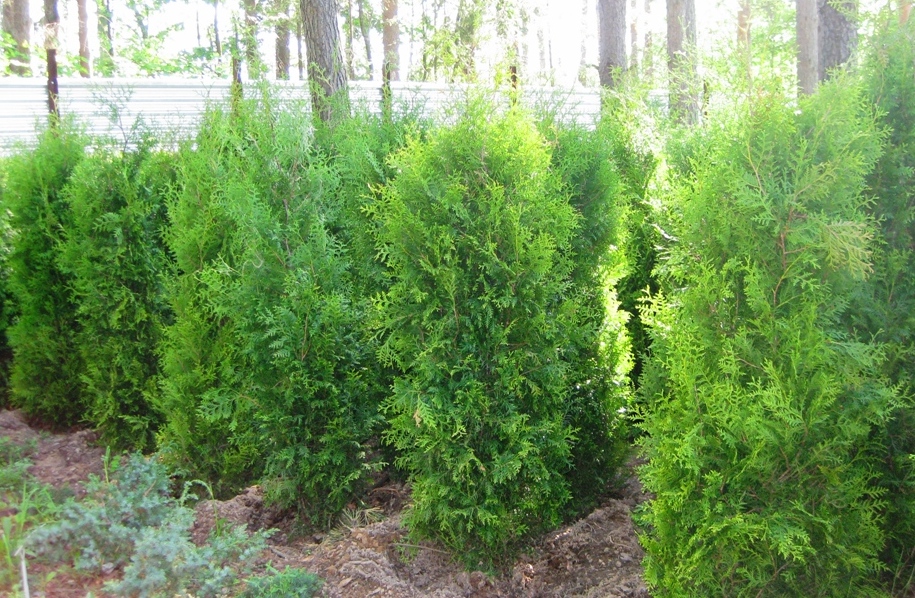 Туя западная "Brabant" /Thuja occidentalis