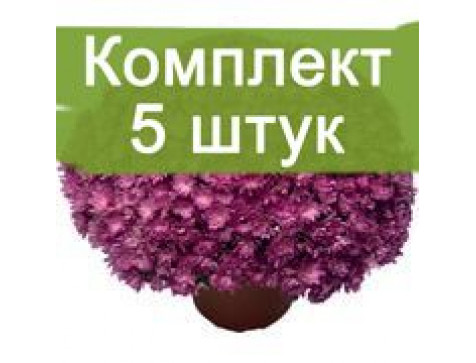 Хризантема Джаклин Пинк