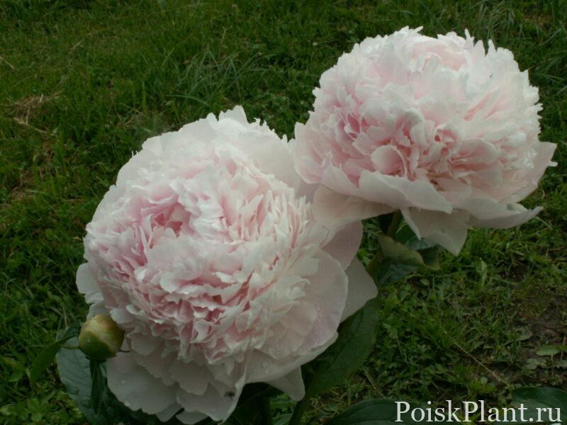 Пион травянистый Klehm's Pink Unknown