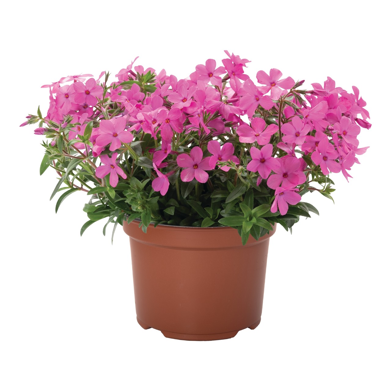 Флокс hybrida Woodlander Pink