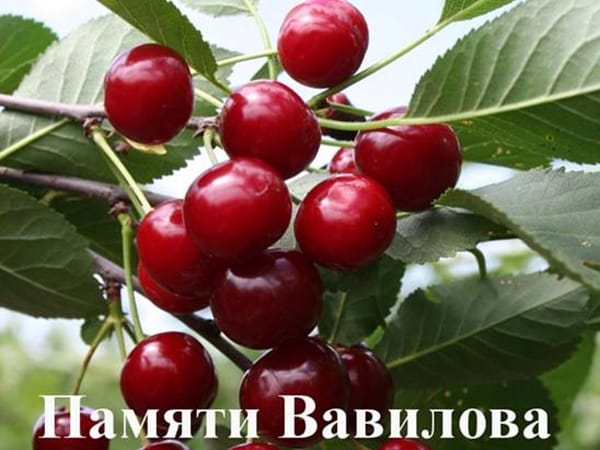 Дюк Памяти Вавилова