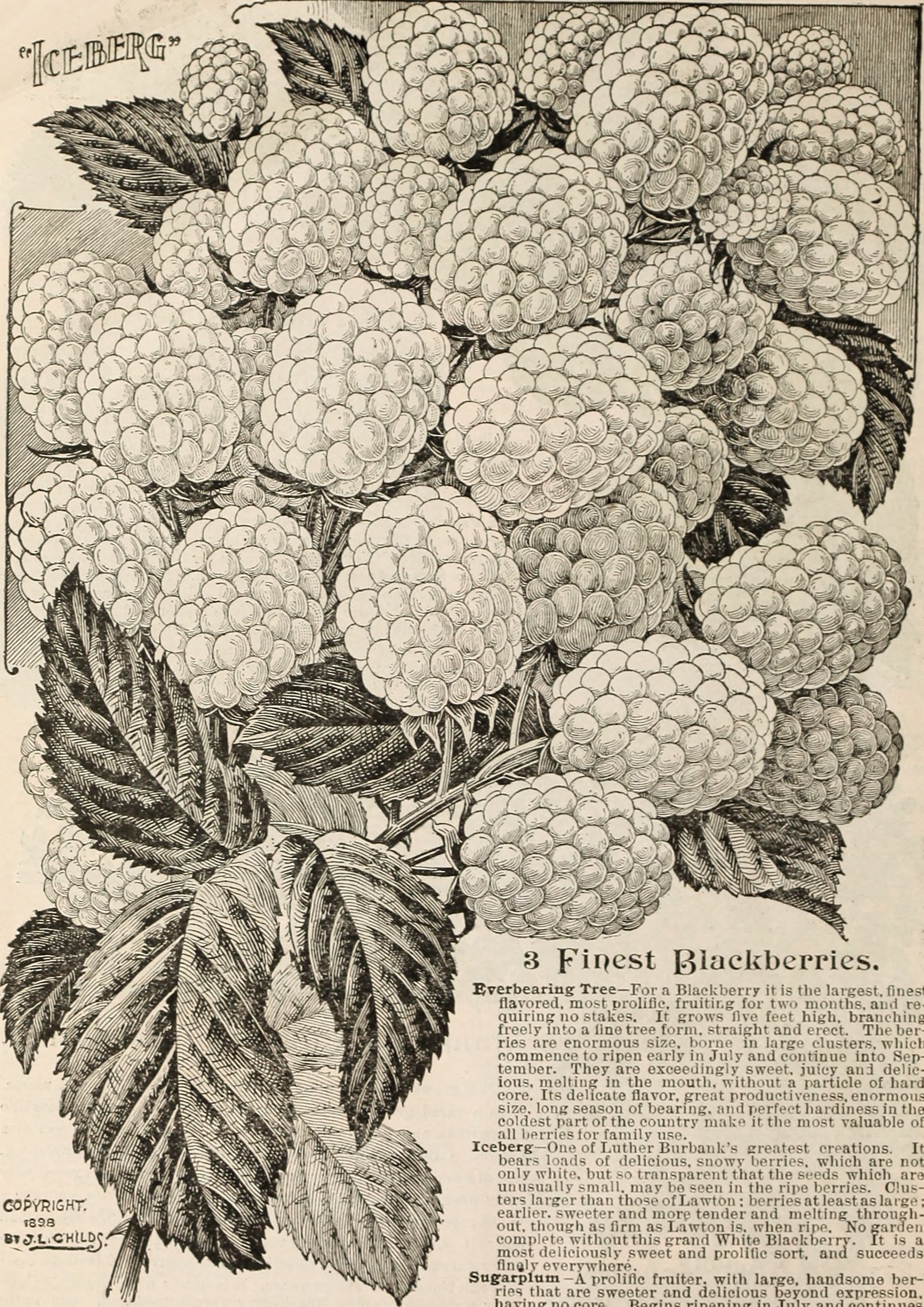Малина ремонтантная (Rubus everbearing)