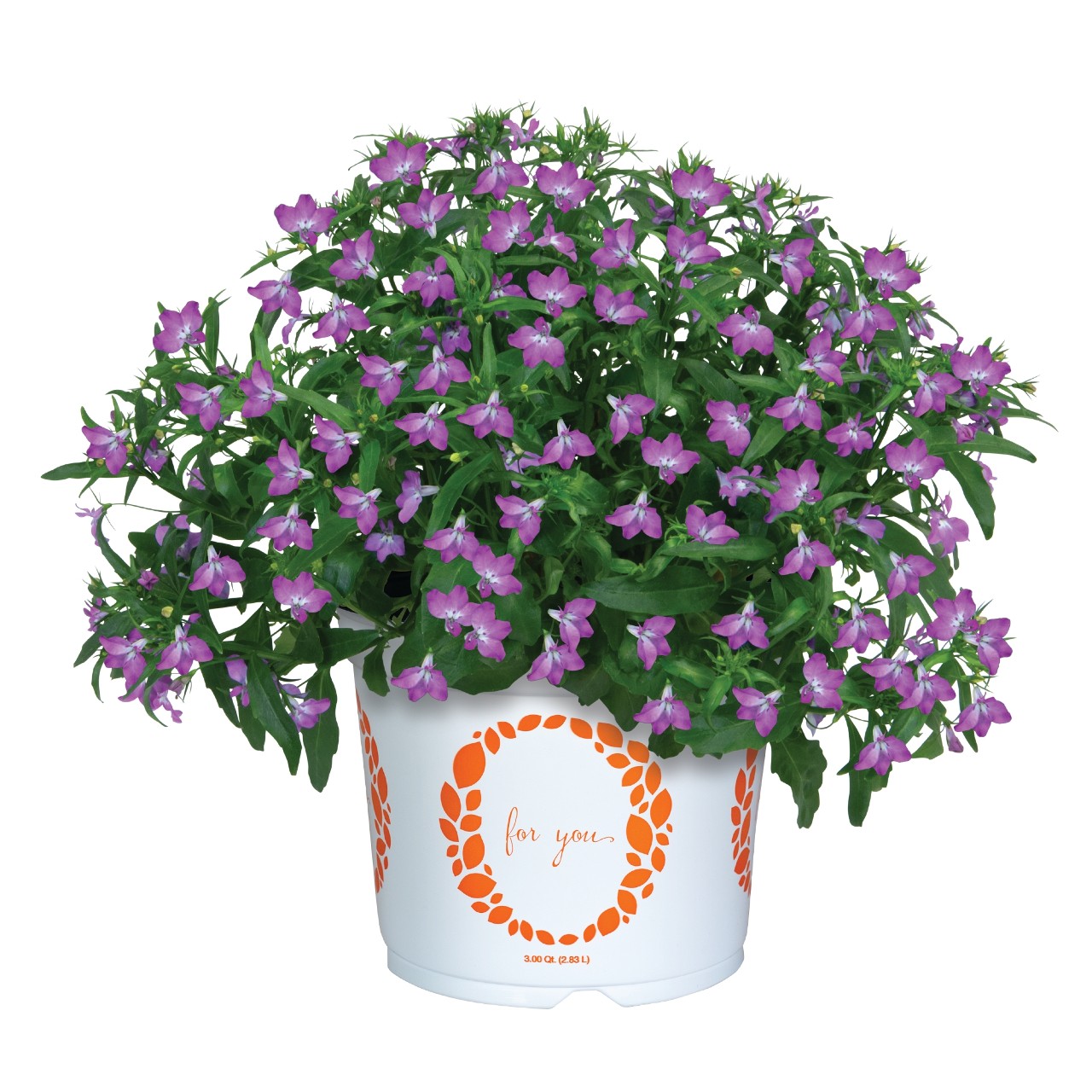 Лобелия Bella Purple