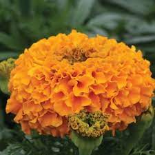 Бархатцы прямостоячие Dune Orange