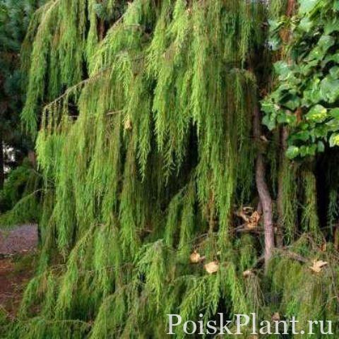 Можжевельник жёсткий Pendula
