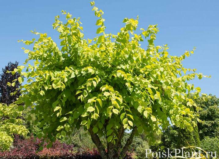 Вяз шершавый Lutescens