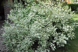 Дёрен белый 'Elegantissima' 60-80 CM / Cornus alba 'Elegantissima'