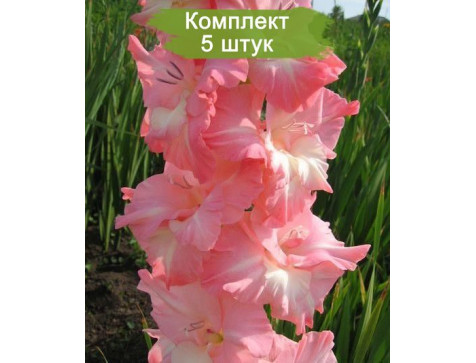 Гладиолус ТУРМАЛАЙН
