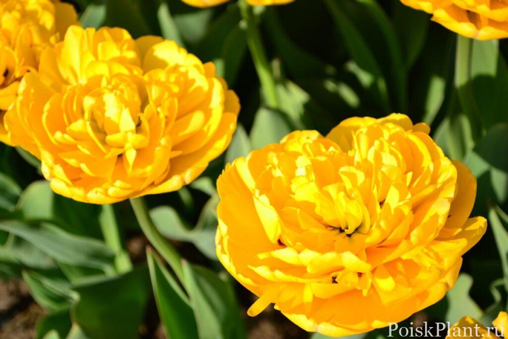 Тюльпан поздний махровый Yellow Pomponnet
