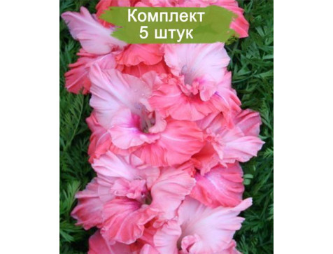 Гладиолус Малика