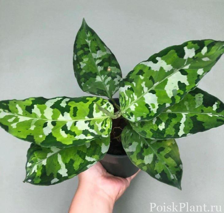 Аглаонема гибридная Pictum Tricolor