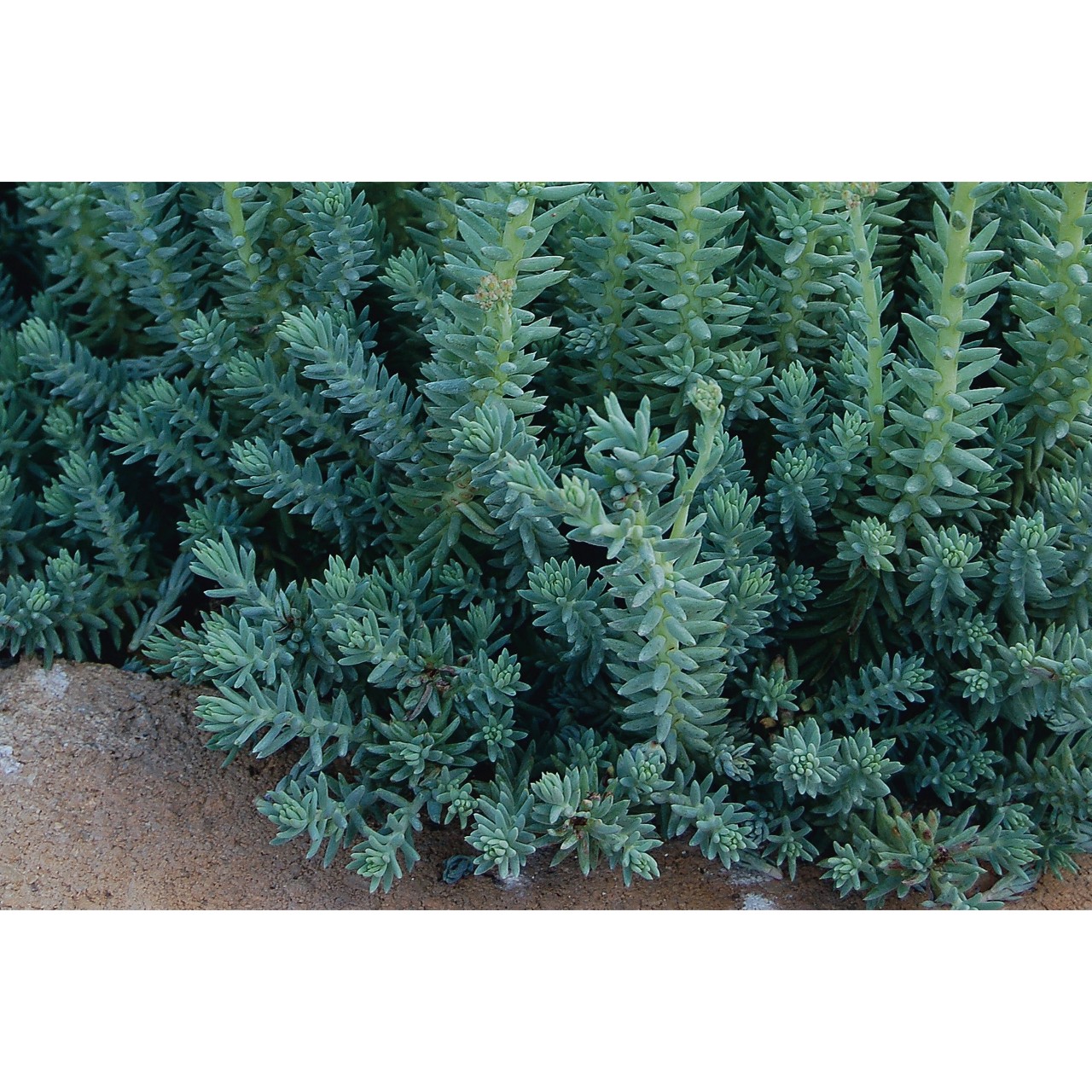 Очиток reflexum Blue Spruce