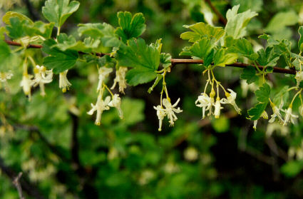 Смородина белая Баяна (Ribes niveum)