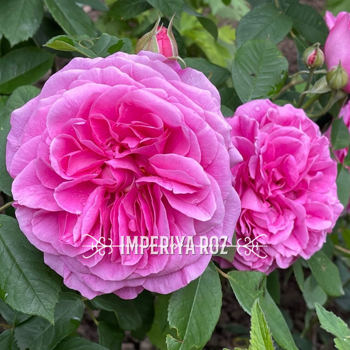 Роза английская Гертруда Джекилл (Gertrude Jekyll)
