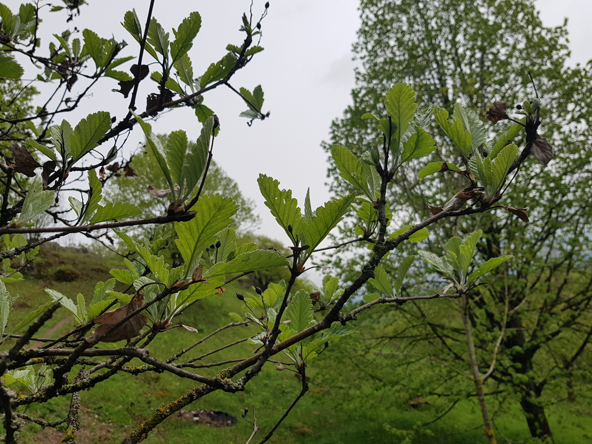 international backfill (iNaturalist): Sorbus