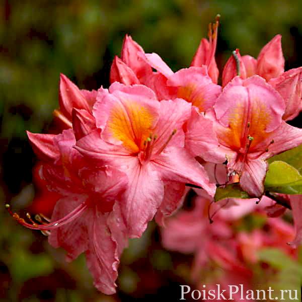 Азалия гибридная Pink Delight