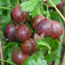 Крыжовник Сливовый C2