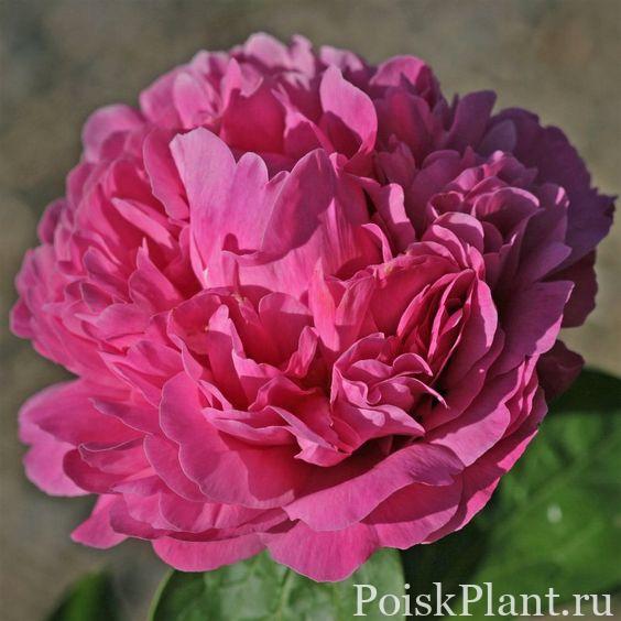 Пион травянистый Juliska