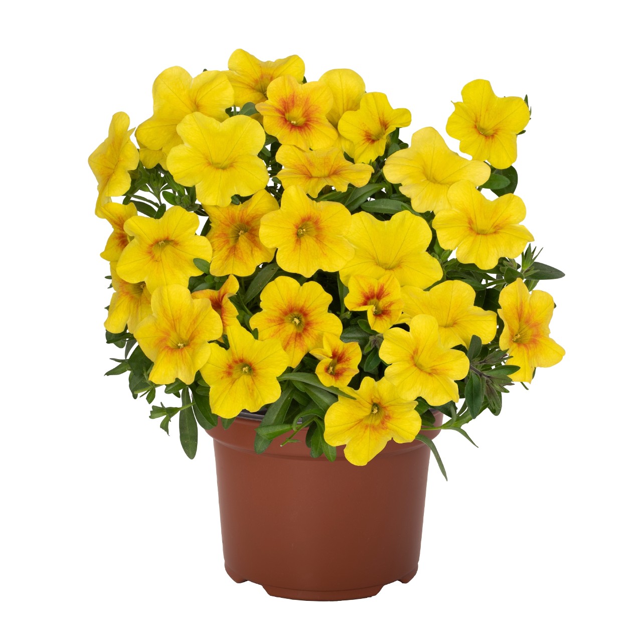 Калибрахоа Bloomtastic Yellow