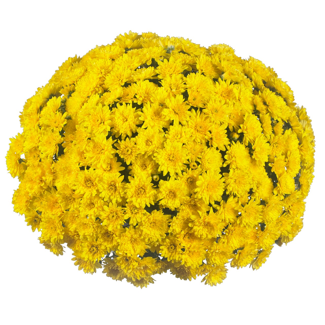 Хризантема Wonder Yellow