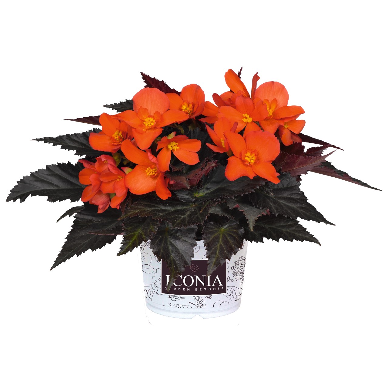 Бегония I'CONIA Upright Fire
