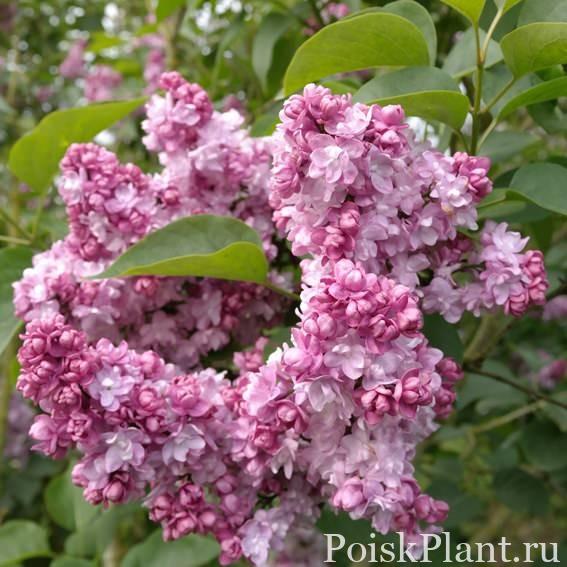Сирень обыкновенная Addie Tischler