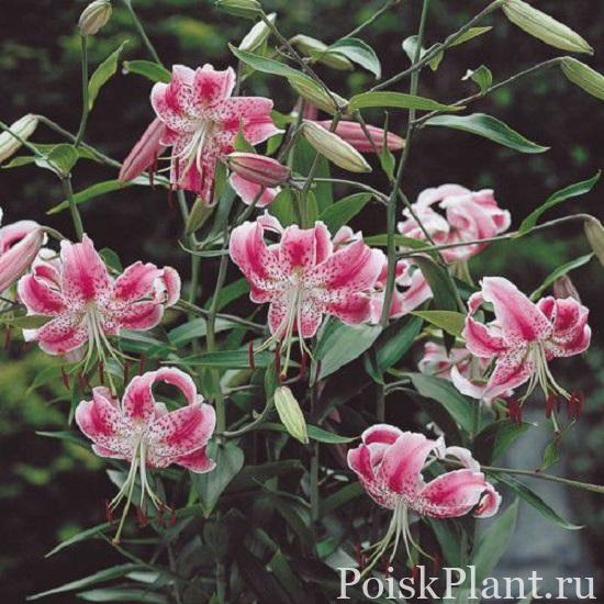 Лилия мартагон Rubrum