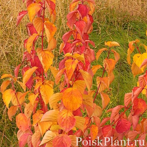 Дерен кроваво-красный MagicFlame