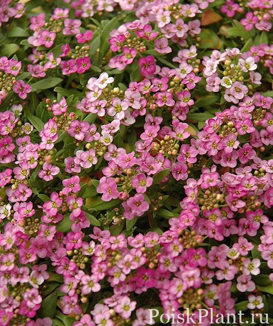 Алиссум морской Easter Deep Pink