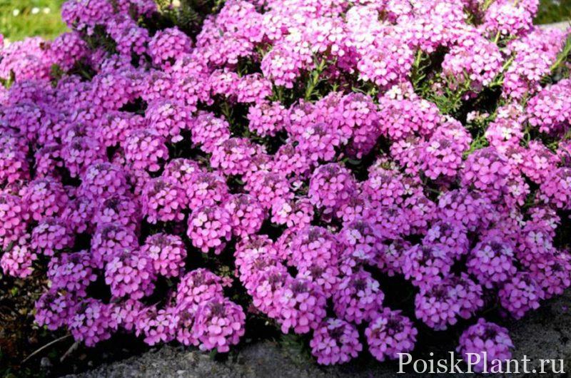 Крылотычинник армянский Warley Rose