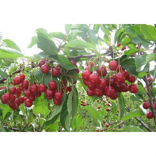 Десертная Морозовой