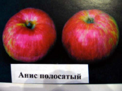 Яблоня Анис полосатый