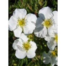 Лапчатка кустарниковая (Potentilla fruticosa Abbotswood)