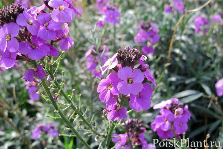 Желтушник гибридный Bowles Mauve