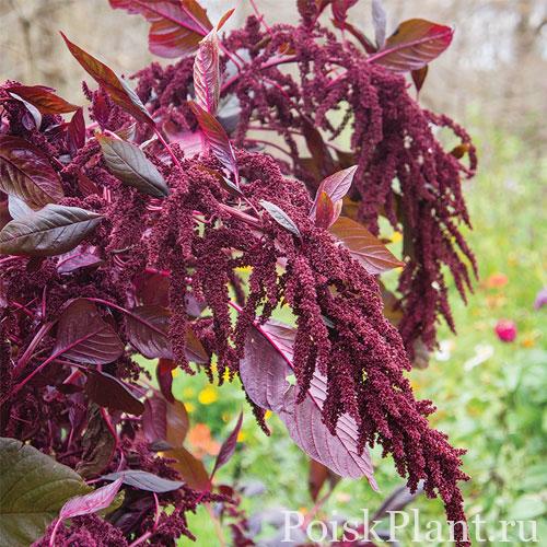 Амарант багряный Hopi Red Dye
