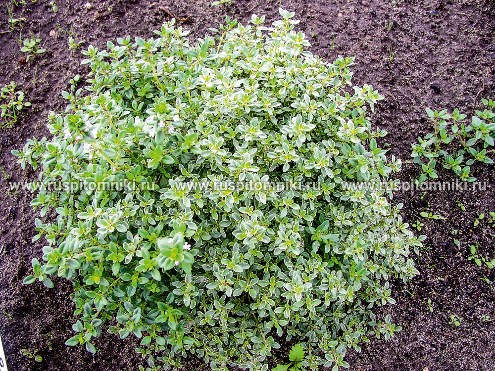 Тимьян лимоннопахнущий Variegatus