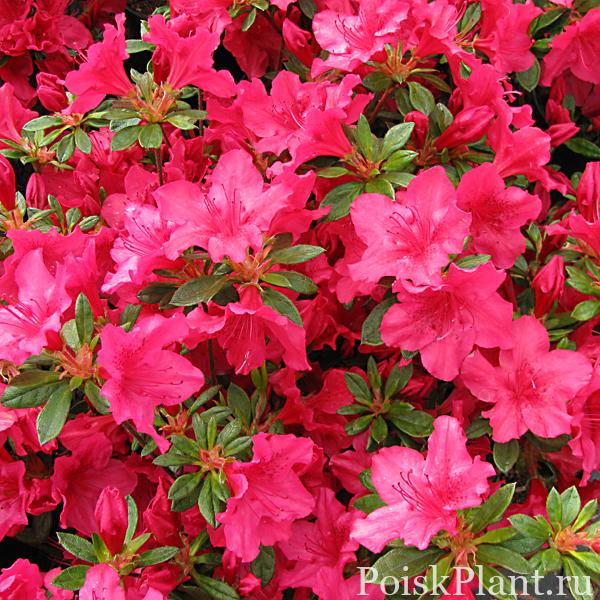 Рододендрон тупой Little Red