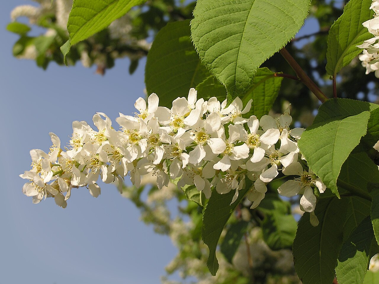 Дюк Ливана